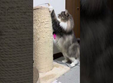 爪研ぎと猫じゃらし #ノルウェージャンフォレストキャット #猫のいる暮らし #cat #ねこ #猫 #猫動画 #猫じゃらし