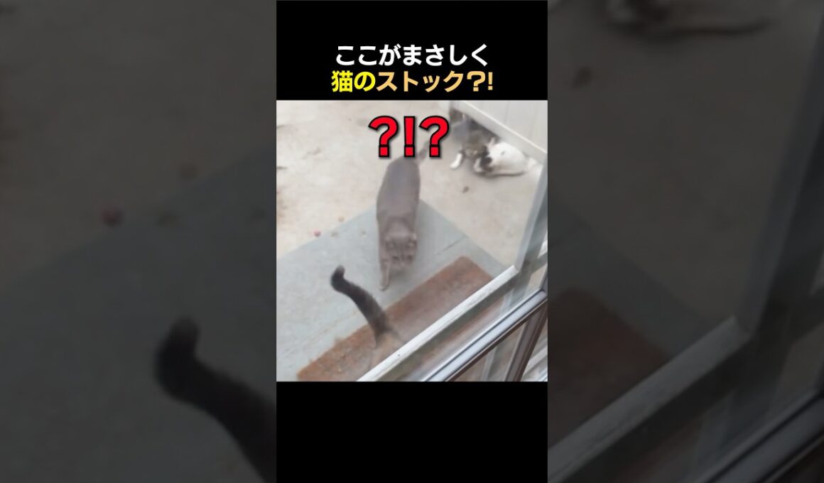 ここがまさしく猫のストック？!