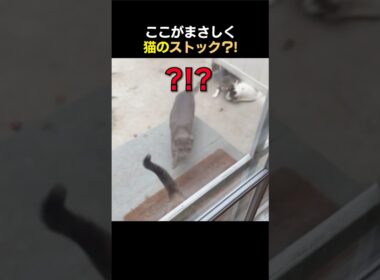ここがまさしく猫のストック？!