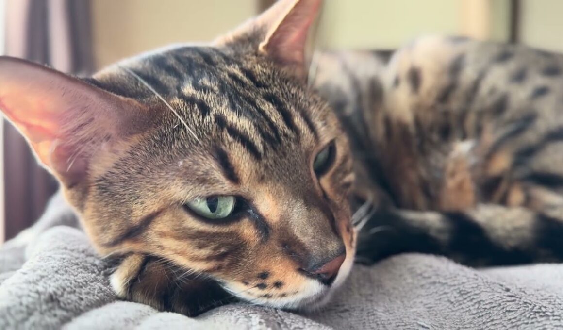 【ベンガル】のメレブさんウトウト💤 4K #ベンガル #猫のいる暮らし #cat #ネコ #ねこ #बिल्ली #kucing