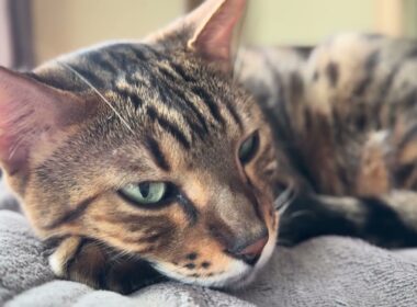 【ベンガル】のメレブさんウトウト💤 4K #ベンガル #猫のいる暮らし #cat #ネコ #ねこ #बिल्ली #kucing