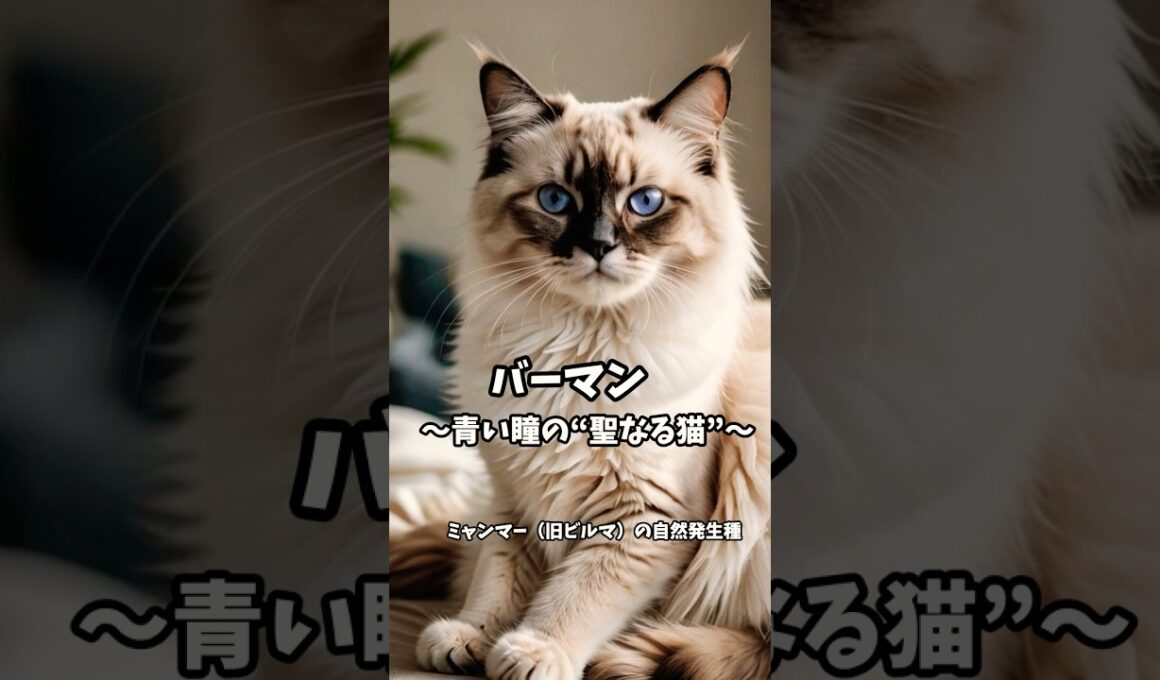 バーマン