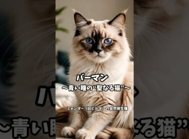 バーマン