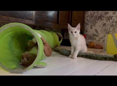 Clara the Maine Coon Kitten & Simba – Getting to Know Each Other. Cuddles, Grooming & Playtime!