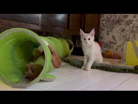 Clara the Maine Coon Kitten & Simba – Getting to Know Each Other. Cuddles, Grooming & Playtime!