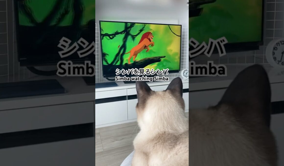 シャム猫のシンバ Simba the siamese cat #shorts