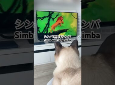 シャム猫のシンバ Simba the siamese cat #shorts