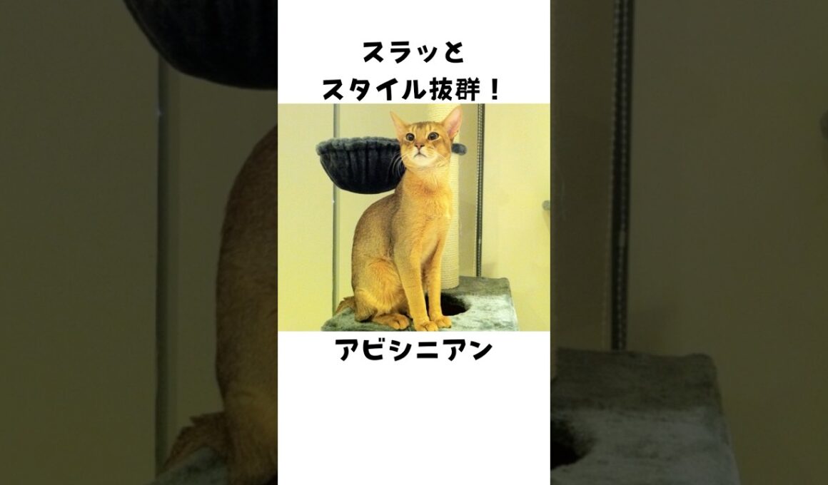 意外と知らないアビシニアン🐈