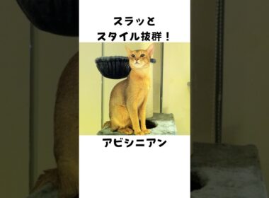 意外と知らないアビシニアン🐈