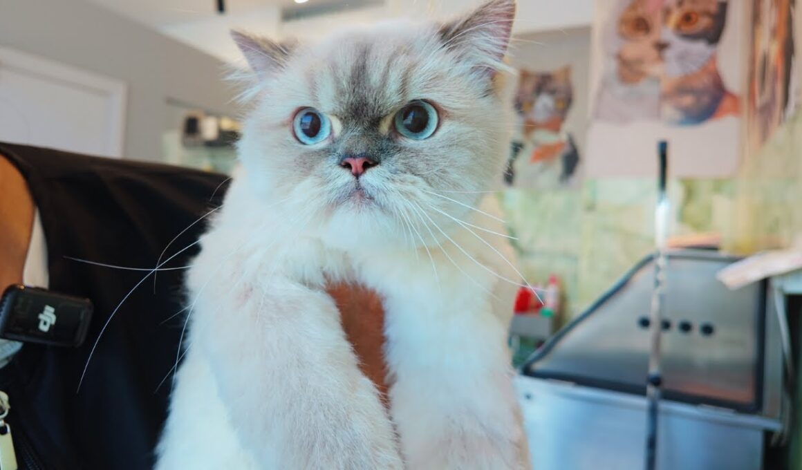 Not a single peep from Ms. Sasha the Ragdoll 😇