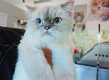 Not a single peep from Ms. Sasha the Ragdoll 😇