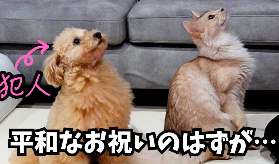 思わぬ展開に…愛猫のお祝い中にまさかの出来事が起きました