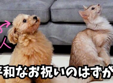 思わぬ展開に…愛猫のお祝い中にまさかの出来事が起きました