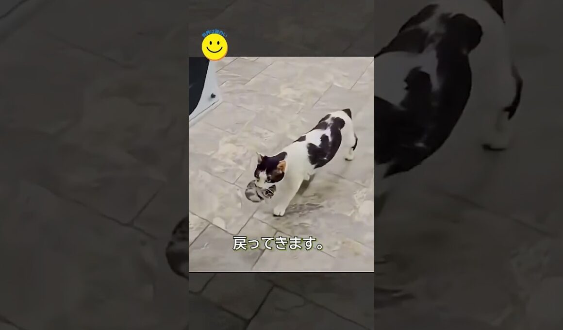 母猫が車の中に入ってきた“本当の理由”。