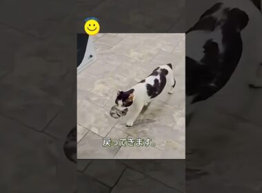 母猫が車の中に入ってきた“本当の理由”。