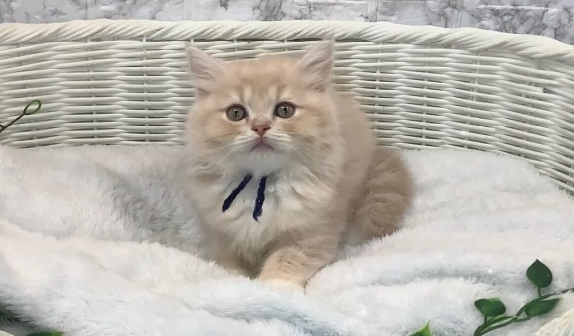 ラガマフィン♂2509F0230