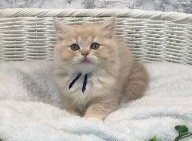 ラガマフィン♂2509F0230