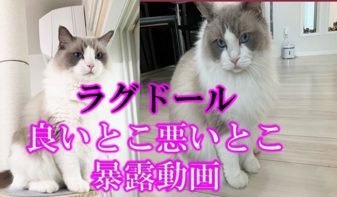 ラグドール飼って悪いとこ良いことを本気で暴露！