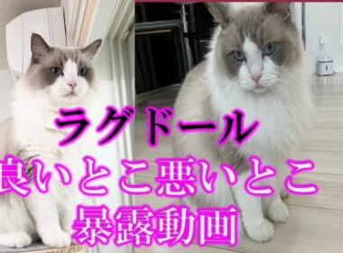 ラグドール飼って悪いとこ良いことを本気で暴露！