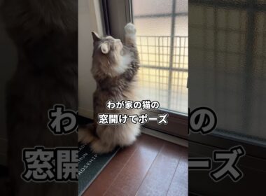 どの猫が好きですか？【ノルウェージャンとサイベリアン】