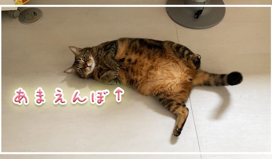 【ほっけ】ちょっぴり甘えん坊な日。【アメショ】#猫
