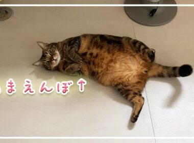 【ほっけ】ちょっぴり甘えん坊な日。【アメショ】#猫