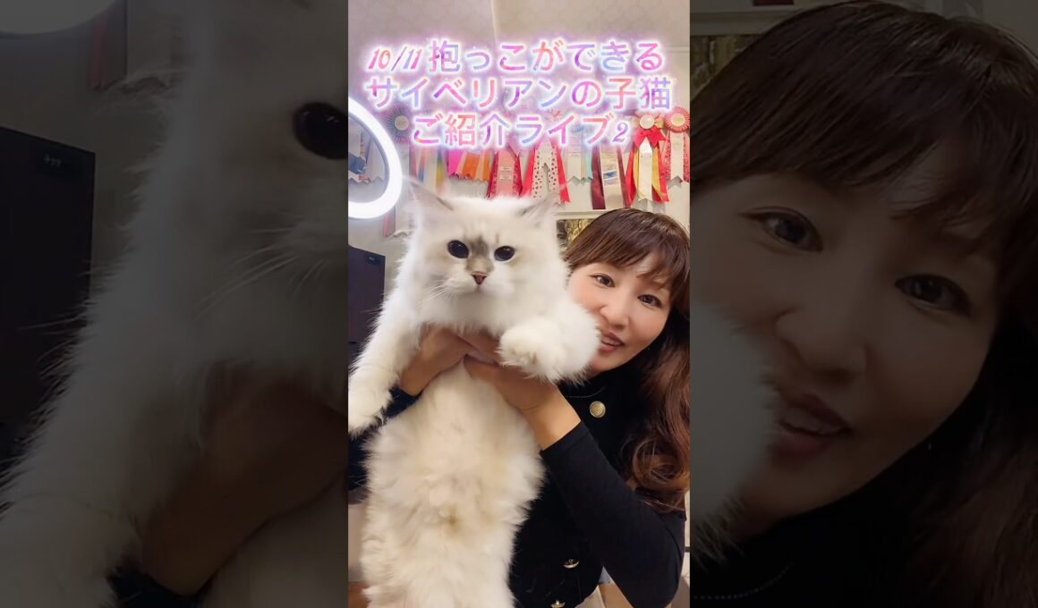 10/11 (土)12:15〜抱っこができるサイベリアンの子猫ご紹介ライブ2😻ご家族様募集中の可愛い子猫達が沢山登場します。#子猫 なら#サイベリアン 専門#ペットショップ のロイヤルキャッツで💖