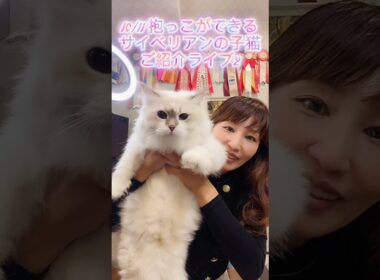 10/11 (土)12:15〜抱っこができるサイベリアンの子猫ご紹介ライブ2😻ご家族様募集中の可愛い子猫達が沢山登場します。#子猫 なら#サイベリアン 専門#ペットショップ のロイヤルキャッツで💖