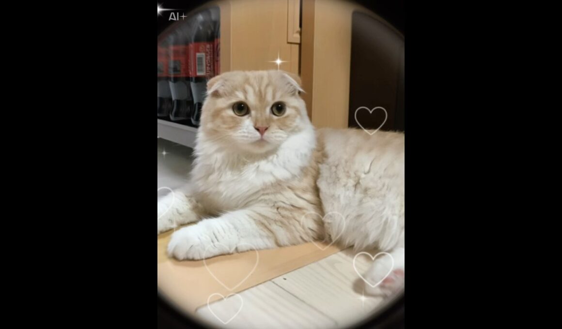 APTを歌うスコティッシュフォールド　#スコティッシュフォールド #ねこのいる生活 #cat #ねこ動画 #ai #apt