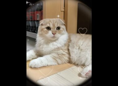 APTを歌うスコティッシュフォールド　#スコティッシュフォールド #ねこのいる生活 #cat #ねこ動画 #ai #apt