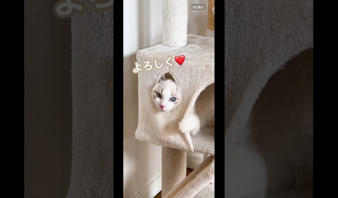 #僕の名はいっすん#かわいい #cat #子ネコ #猫のいる暮らし #猫のいる生活 #猫好きさんと繋がりたい #子猫の成長動画 #ラグドール