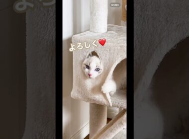 #僕の名はいっすん#かわいい #cat #子ネコ #猫のいる暮らし #猫のいる生活 #猫好きさんと繋がりたい #子猫の成長動画 #ラグドール