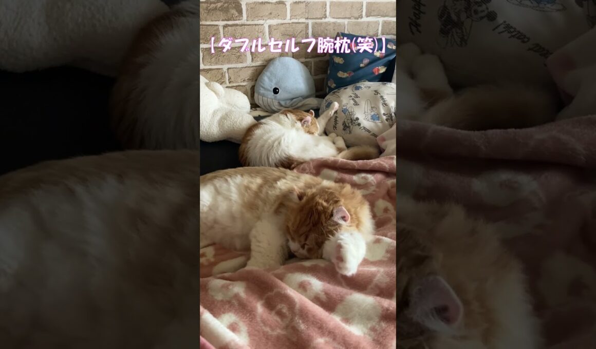 ダブルセルフ腕枕(笑) #shorts  #猫 #アメリカンカール #cat