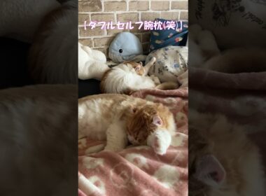 ダブルセルフ腕枕(笑) #shorts  #猫 #アメリカンカール #cat