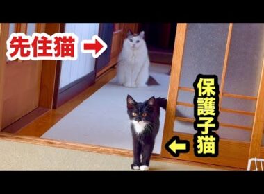 厳しめの先住猫に受け入れられた子猫の様子がこちらです