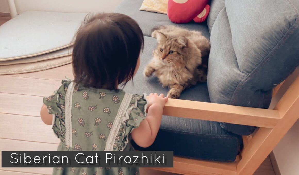 猫をなでたい幼児と逃げる猫　ピロはなでなでを許してくれるのか！？【サイベリアン】【episode97】