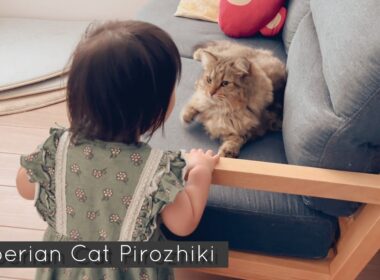 猫をなでたい幼児と逃げる猫　ピロはなでなでを許してくれるのか！？【サイベリアン】【episode97】