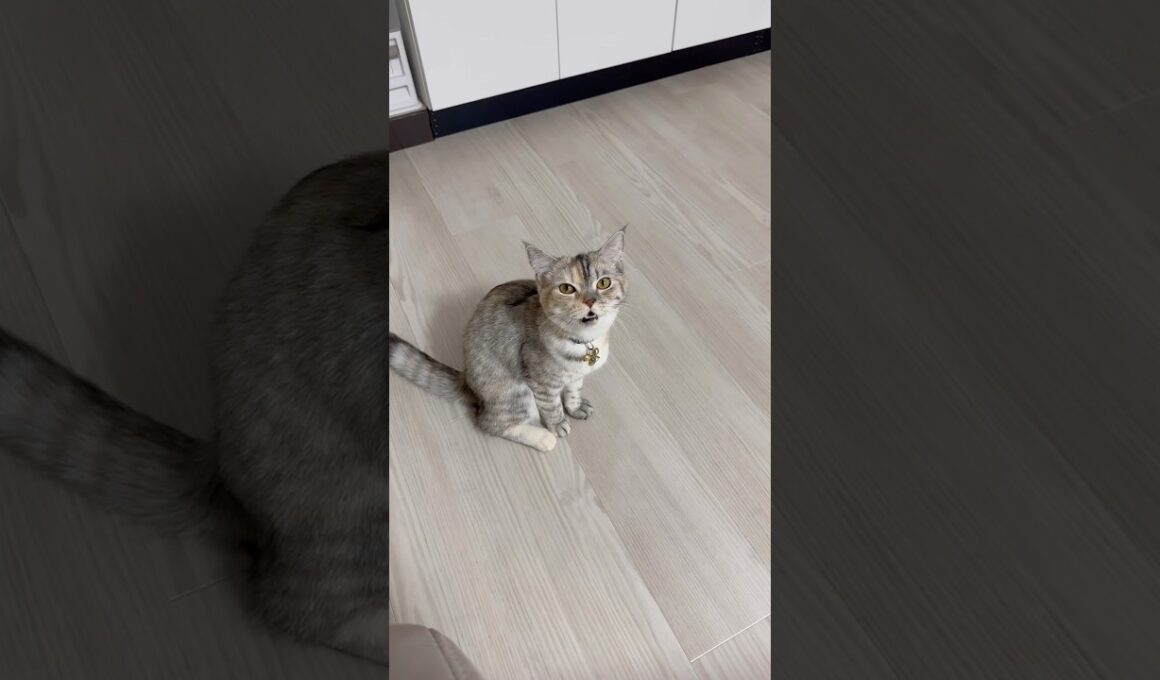 よく話しかけてくる猫の鳴き声まとめ #スコティッシュフォールド#猫 #cat #catlife #ねこのいる生活 #고양이 #鳴き声