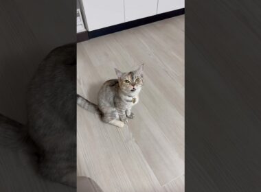 よく話しかけてくる猫の鳴き声まとめ #スコティッシュフォールド#猫 #cat #catlife #ねこのいる生活 #고양이 #鳴き声