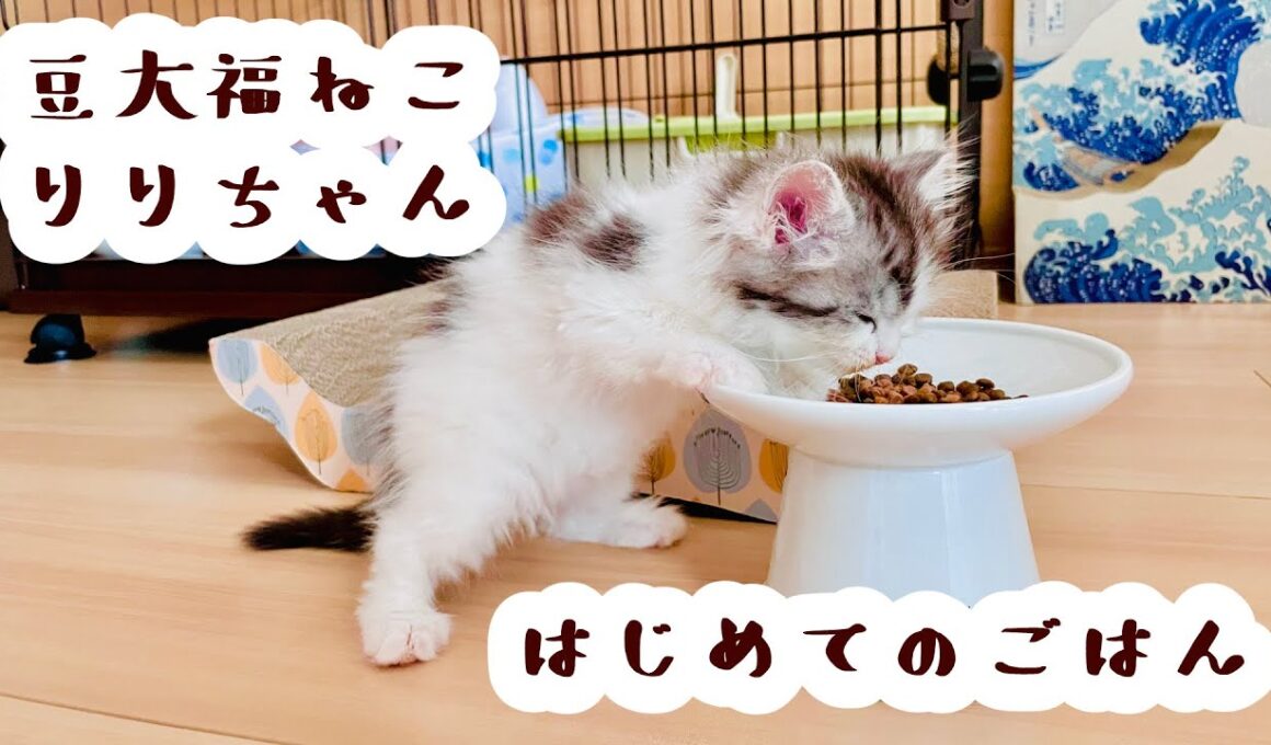 【豆大福ねこ】初めて家に来てくれた日③はじめてのごはん【りりちゃん】