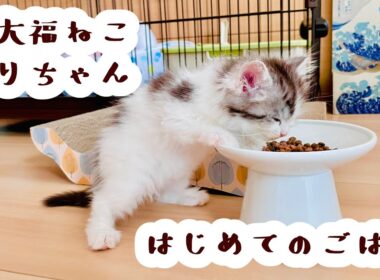 【豆大福ねこ】初めて家に来てくれた日③はじめてのごはん【りりちゃん】