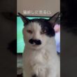 猫越しに見るCS #猫のいる暮らし