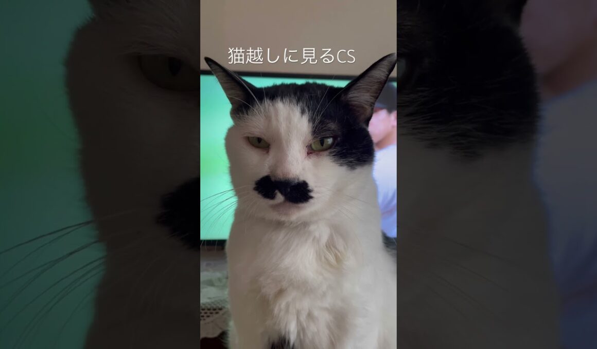 猫越しに見るCS #猫のいる暮らし
