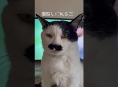 猫越しに見るCS #猫のいる暮らし