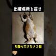 緊急事態！出産メス猫どこで産む..！？#動物保護 #子猫 #cat