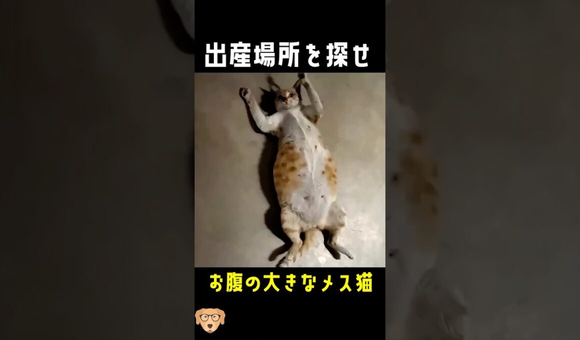 緊急事態！出産メス猫どこで産む..！？#動物保護 #子猫 #cat