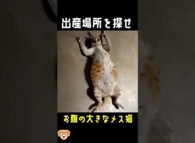 緊急事態！出産メス猫どこで産む..！？#動物保護 #子猫 #cat