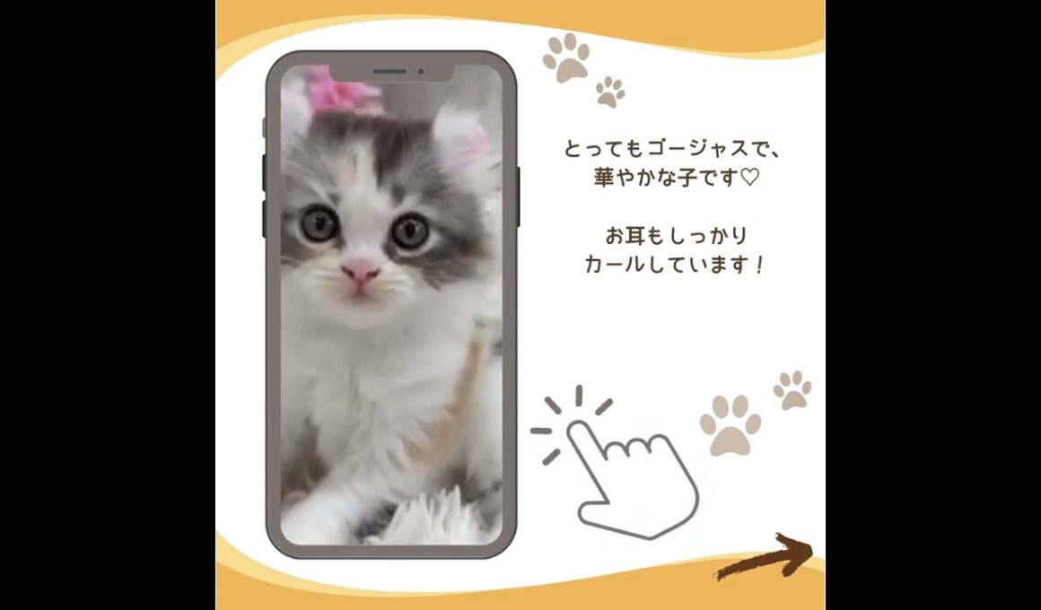 可愛い♡にゃんこ紹介♪ #子猫 #アメリカンカール #子猫と暮らす #子猫ブリーダーナビ