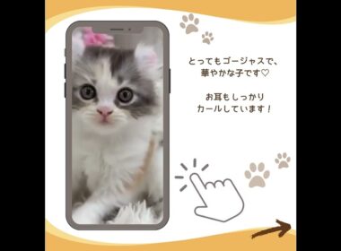 可愛い♡にゃんこ紹介♪ #子猫 #アメリカンカール #子猫と暮らす #子猫ブリーダーナビ