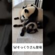 シャム猫のそっくりさん登場😺 - Cats and Pandas -